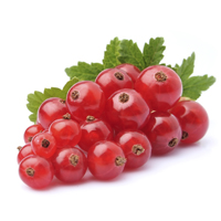 red currant