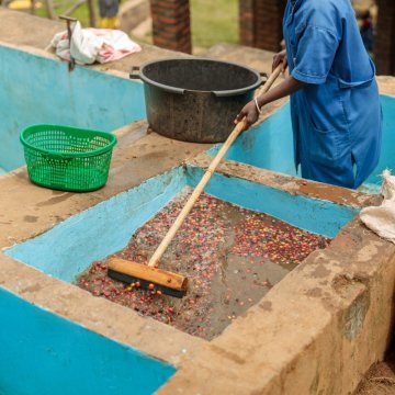 How Do Washed Coffees Taste