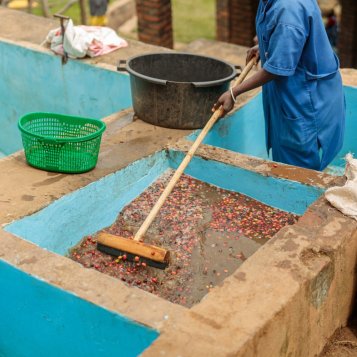 How Do Washed Coffees Taste