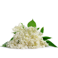 Lískový ořech